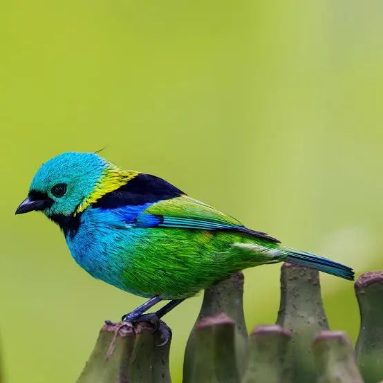 Aretes Saira Arcoíris
