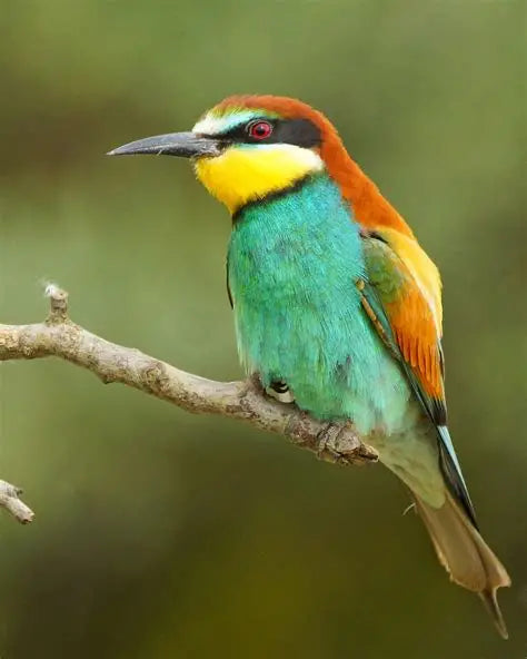 Aretes Abejaruco Común