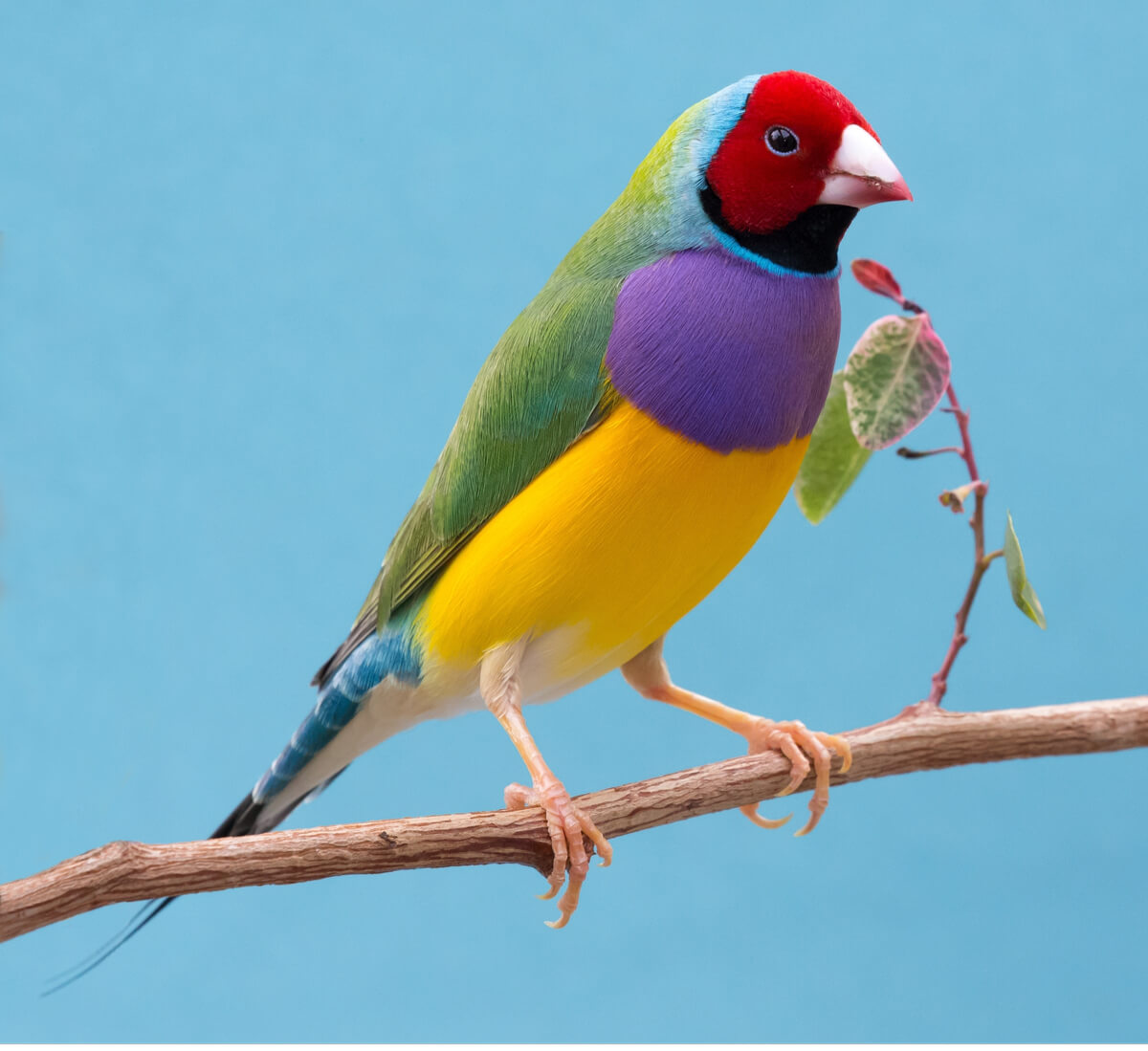 Aretes Diamante de Gould