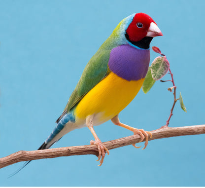 Aretes Diamante de Gould